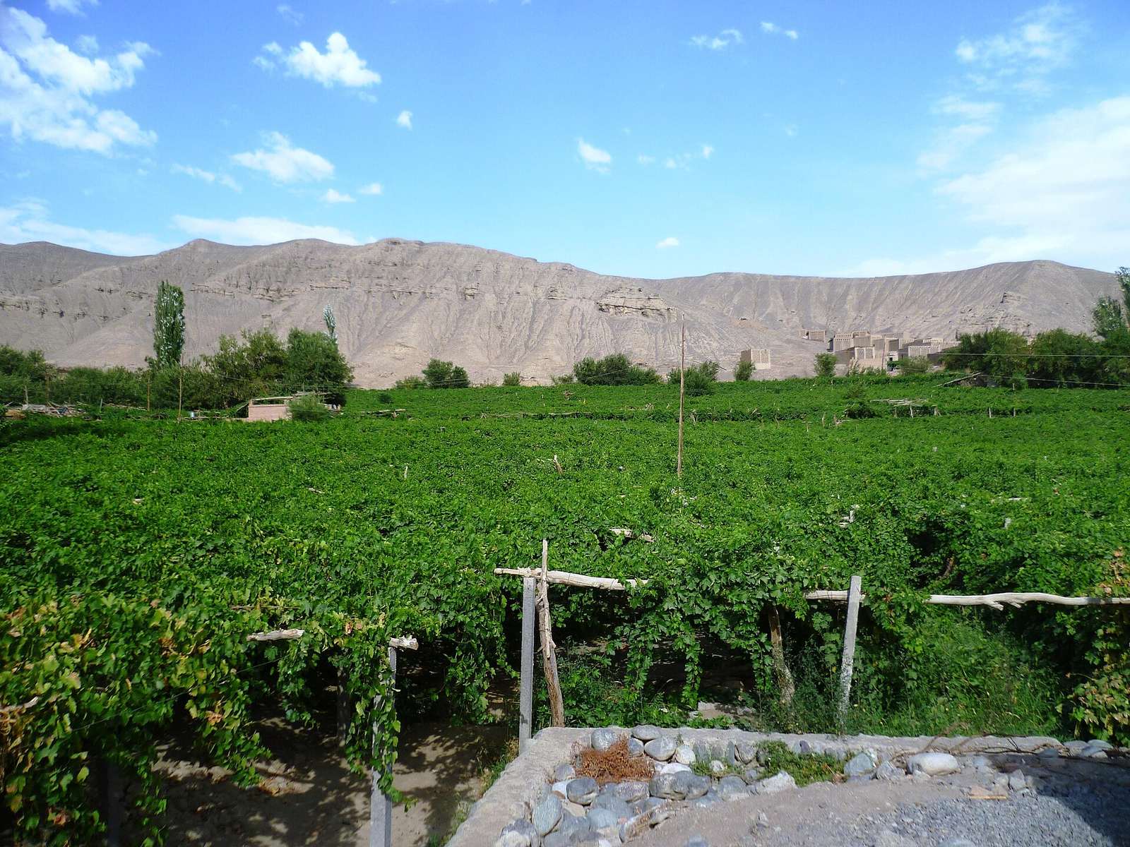 A dense green vineyard on pergolas in the foreground, with bare grey desert hills rising behind it under a blue sky with scattered clouds