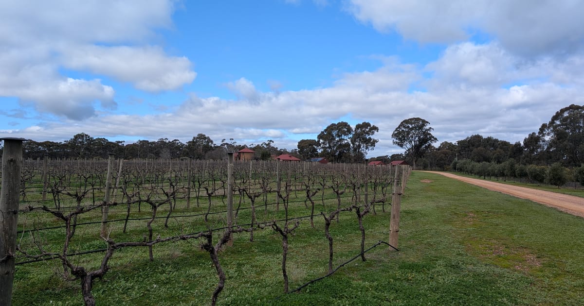 Rows of dormant winter vines at Sandhurst Ridge running towards the red-roofed winery buildings, with a dirt track and an olive grove along the right-hand side